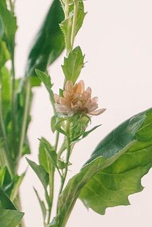 一部、蒸れで茶色く変色している場合がございます。