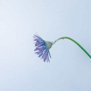 ガーベラの特性として首が曲がりやすくなっています。ご了承ください。