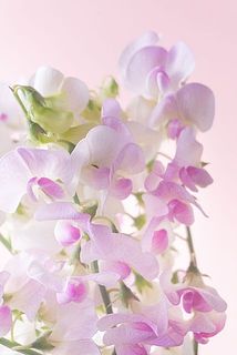 丸みのある花形が魅力的！