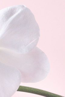 胡蝶蘭の花びらには傷がついていることがございます。