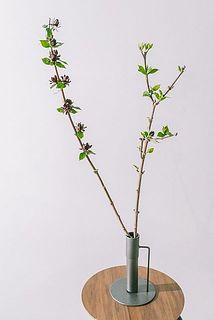 枝ぶりには個体差があります