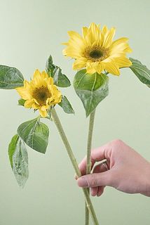 ひまわりの大きさには個体差がございます。