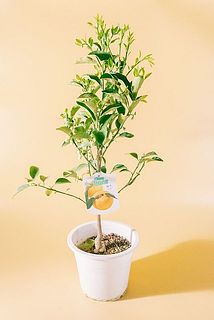 形や大きさには個体差がございます。