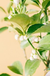 白い蕾がたくさん😍