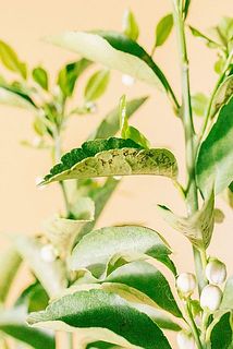 葉の裏は黒く変色している場合がございます。