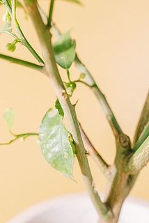 トゲがありますので取り出す際はご注意ください。