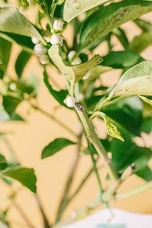 配送の都合上、剪定してお届けします。