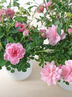 色味には個体差がございます。