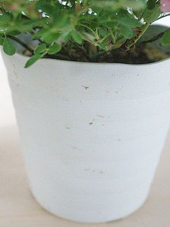 鉢が一部汚れていることがございます。気になる場合は拭き取ってください。