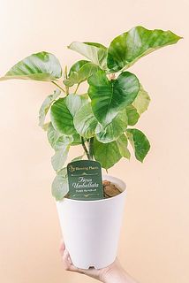 大きさや形には個体差がございます。