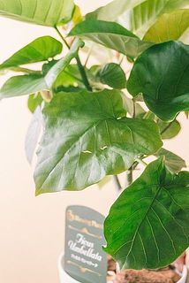 一部、葉が傷ついている場合がございます。