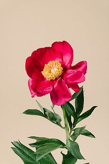 一重咲きの芍薬は開花しやすい品種です。