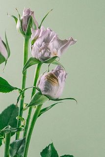 一部、花びらが茶色く変色している場合がございます。優しくお取りください。