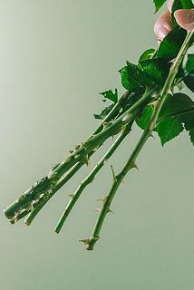 鋭い棘がございますので箱から取り出す際ご注意ください。