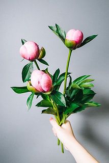 つぼみがぎゅっと固い場合はほぐすようにやさしく揉んでみてください。蜜がついている場合は、濡らしたキッチンペーパーなどでそっと拭きます。