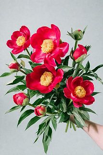 画像は開花イメージです。