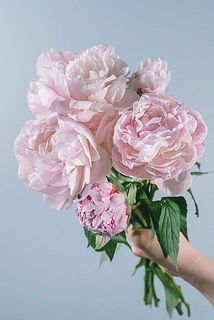 画像はイメージです。10本でお届けします。