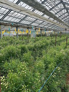 「ヴェールウッズ」の圃場の様子