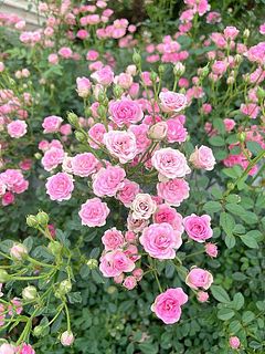 「リトルウッズ」