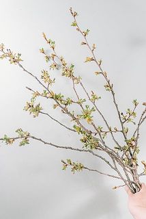 大きな2本の枝を切り分けてお届けします。