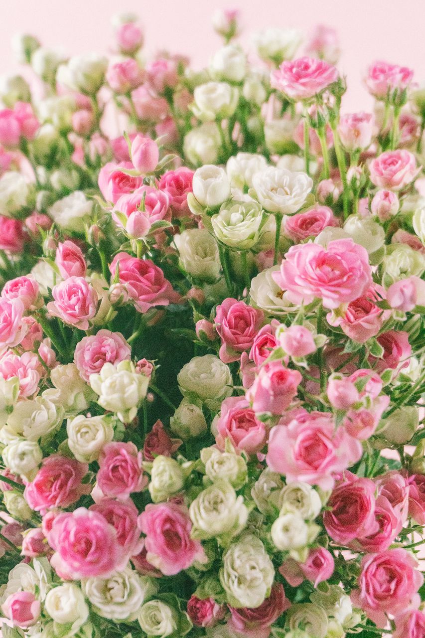 2BUY10%OFF】花持ち抜群！世界一小さなバラ（18〜20本）