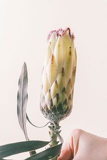 輸入品のため入荷の際、葉が茶色くなっています。