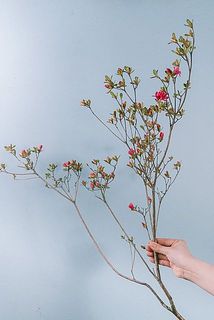 枝ぶりには個体差があります