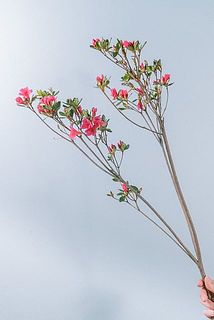 枝ぶりには個体差があります