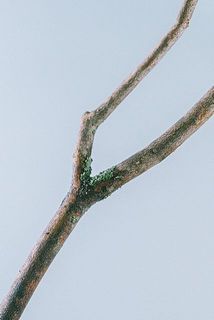 茎に苔が付着している場合がございます