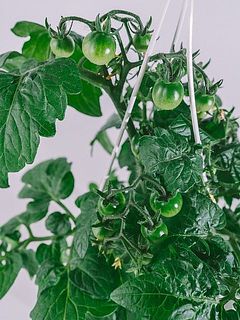 プリプリの緑のトマトがたくさん✨