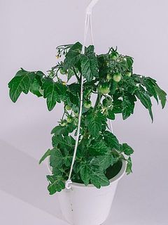 サイズには個体差がございます