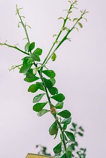 トゲがありますので取り出す際はご注意ください。