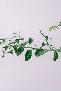 カルキ跡（水垢）ある場合がございます。気になる方は優しく拭き取ってくささい。