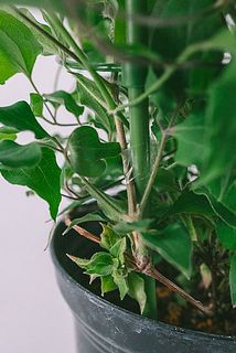 一部、葉が茶色く変色している場合がございます。