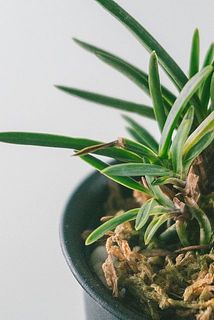 一部、葉に傷や欠けがある場合がございます。