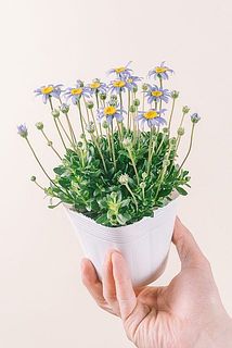 花付きには個体差がございます。