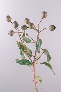 色や形、実や葉の付きには個体差がございます。