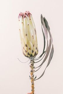 葉が茶色くなっていることがございます。また、葉がついていない個体もあるかもしれません。