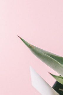 一部、傷や茶色く変色している場合がございます。