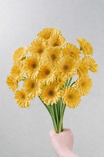 たっぷり20本！