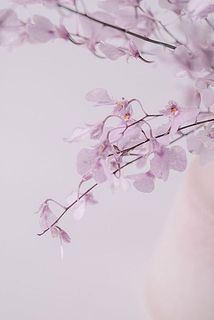 まるでピンクの蝶々が舞っているよう