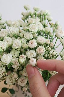 花びらの小ささに驚き🫢