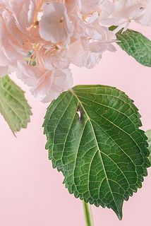 一部、葉が傷ついていたり茶色く変色している場合がございます。