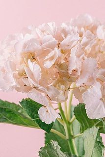 ガク部分が一部茶色かったり、斑点模様がある場合もありますが、紫陽花の特性としてご理解ください。