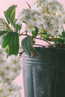 一部、葉が茶色く変色している場合がございます。