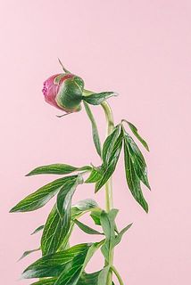 特性として茎が曲がっている場合がございます。