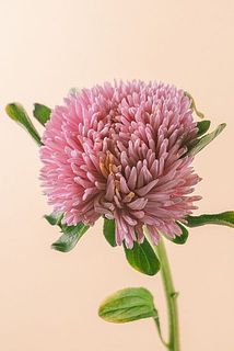 一部、花や葉に傷や汚れがある場合がございます。