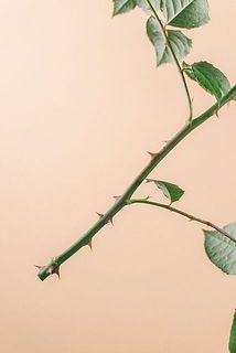 棘が大きく鋭いため箱から出す際はお気をつけください。