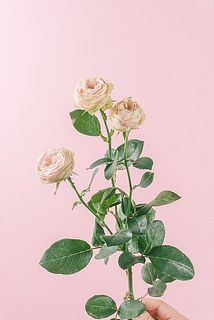 スィートジゼル