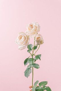 シュガータイム